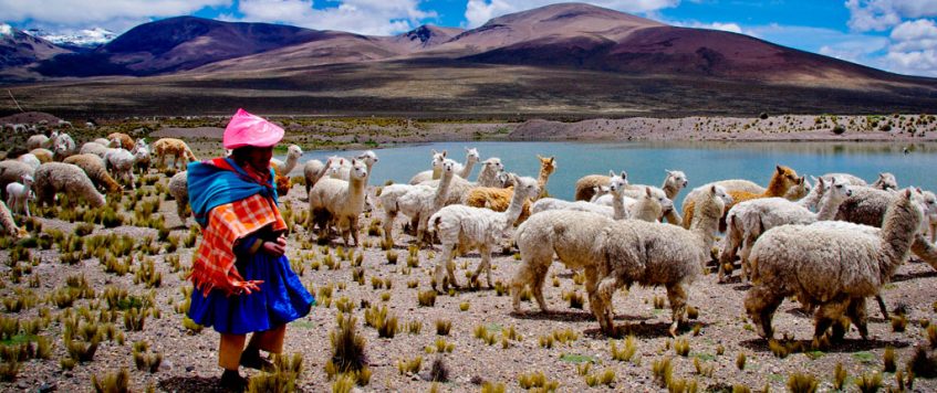 Llamas and Alpacas Peru